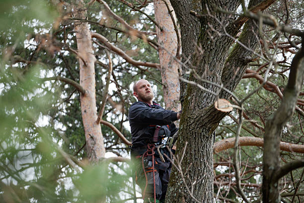 Best Storm Damage Tree Cleanup  in Blacklick Estates, OH